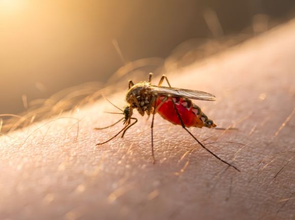 ZANZARE - Come evitarle e trattarle 